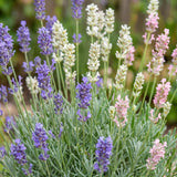 Lavandes en mélange tricolore - Lavandula - H 15-25 cm, pot Ø11 cm - photo 5