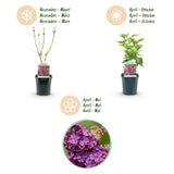 La Green Touch - Pianta da Giardino - Syringa vulgaris Ludwig Spath - Lillà Comune - Resistente al Freddo - Viola - 1 Pianta - Vaso 17cm - Altezza 45cm