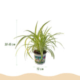 Mix plantes pet-friendly x3 – Cyperus, Callisia, Chlorophytum