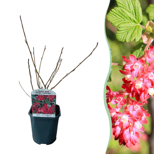 Green boutiQ - Heesters -  Ribes sanguineum Kind Edward - Bloem Rood - 1 Plant - Bladverliezend - Weinig Onderhoud - Pot 17cm Hoogte 45cm