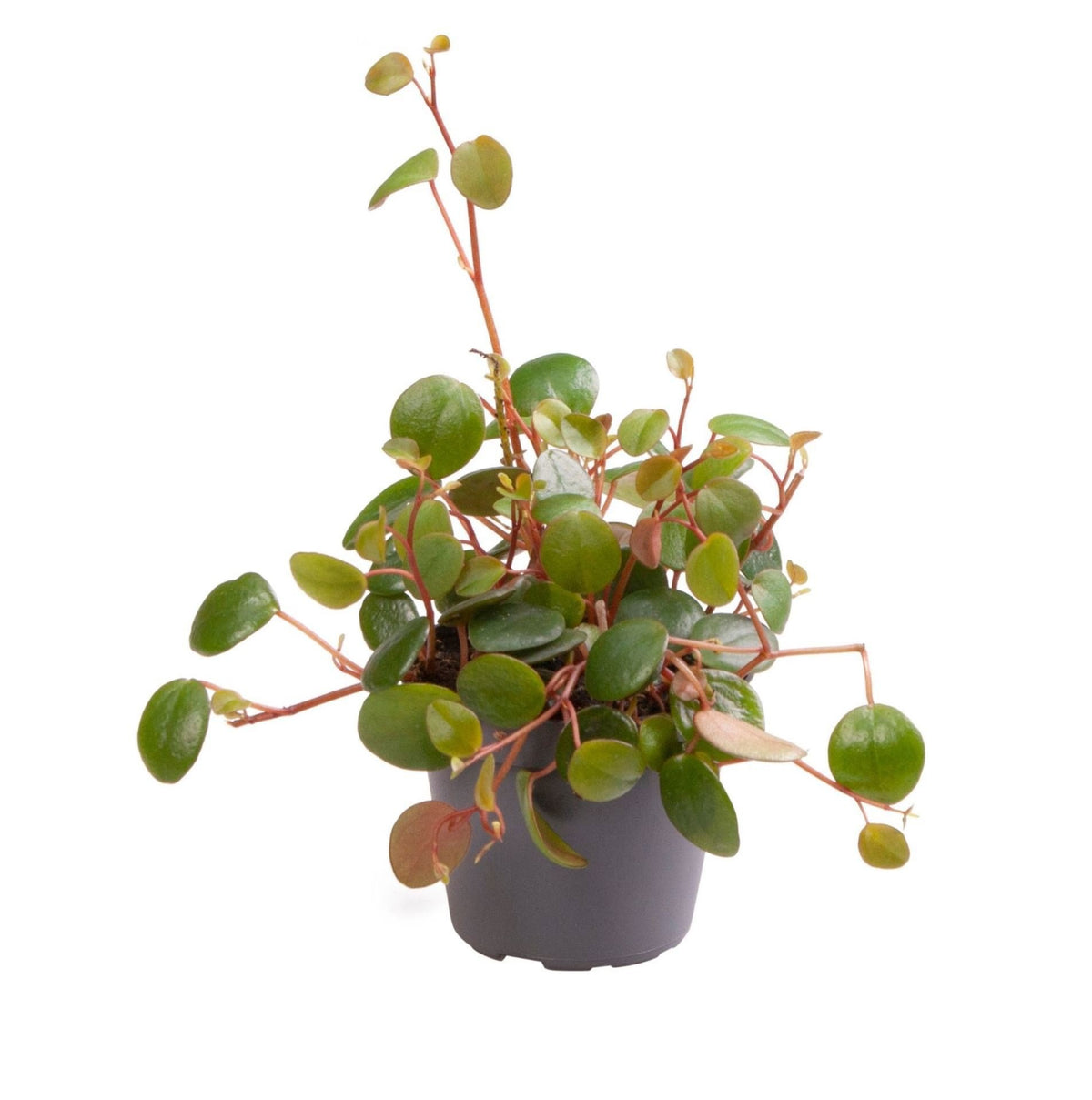 Mini Peperomia Pepperspot - Pépéromia retombant - H 10 cm, pot Ø6 cm