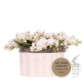 Orchidées Phalaenopsis blanches Botanic Nazare en coupe Oyster - bouquet de 3 - H 30 cm, pots Ø9 cm