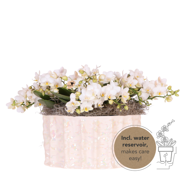 Orchidées Phalaenopsis blanches Botanic Nazare en coupe Oyster - bouquet de 3 - H 30 cm, pots Ø9 cm