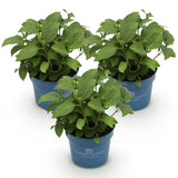 Green boutiQ - Pianta da Giardino - Ortensia Hydrangea Endless Summer Blu - Rosa - Bianco - Hortensia - Resistente al Freddo - Blu - Rosa - Bianco - 3 Piante - Vaso 14cm - Altezza 20-25cm