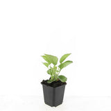 Échinacée pourpre Magnus en godet - Echinacea purpurea - H 10-25 cm, pot Ø9 cm - photo 2