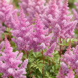 Astilbe naine Pumila - H 15-25 cm, pot Ø11 cm