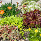 Vivaces alpines en mélange - H 10-12 cm, pot Ø7 cm