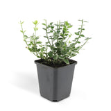 Fusain Emerald Gaiety en godet - Euonymus fortunei - H 10-25 cm, pot Ø9 cm - photo 2