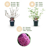 La Green Touch - Pianta da Giardino - Buddleja davidii Pink Delight - Arbusto delle Farfalle - Resistente al Freddo - Rosa - 3 Piante - Vaso 17cm - Altezza 45cm