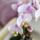 Orchidée Phalaenopsis rose Mineral Antwerpen avec cache-pot Bloom rose - H 40 cm, pot Ø9 cm