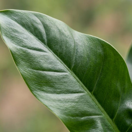 Philodendron Imperial Green | Pot 19 cm