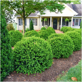 2 x 6-Pack Buxus NewGen Freedom – Winterharde Groenblijvende Struiken 12 x Ø7 cm - ↕15 cm | Compacte Buxus