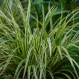 Green boutiQ - Siergrassen - Carex morrowii Ice Dance  - Wit & Groen - 2 Planten - Bladhoudend - Weinig Onderhoud - Pot 17cm Hoogte 50cm