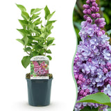La Green Touch - Pianta da Giardino - Syringa vulgaris Michel Buchner - Lillà Comune - Resistente al Freddo - Rosa - 1 Pianta - Vaso 17cm - Altezza 45cm