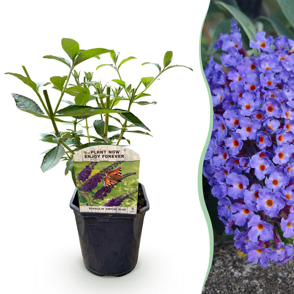 Green boutiQ - Vlinderstruik - Buddleja davidii Empire Blue- Bloem Blauw - 1 Plant - Bladverliezend - Vlinderlokkend -  Pot 17cm Hoogte 25cm