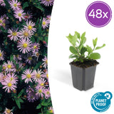 Aster ageratoides Asran en godet - Aster bleu lilas - H 10-25 cm, pot Ø9 cm