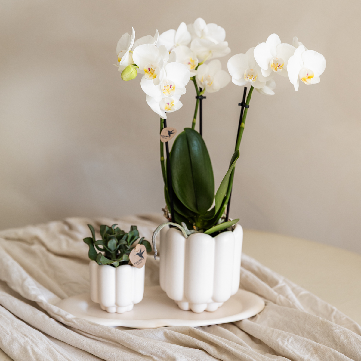 Coffret orchidée blanche Mineral Gibraltar et succulente - cache-pots Retro blancs et plateau - H 40 cm