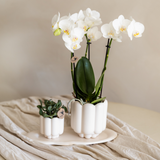 Coffret orchidée blanche Mineral Gibraltar et succulente - cache-pots Retro blancs et plateau - H 40 cm