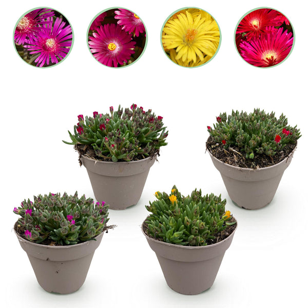 Delosperma en mélange de coloris
