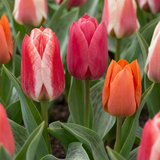 Tulipe de Greig en mélange - calibre 11/14