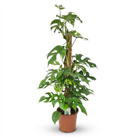 Monstera Minima sur tuteur mousse | Pot 19 cm