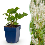 Renouée amplexicaule Alba - H 15-25 cm, pot Ø11 cm