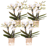 Orchidées Phalaenopsis blanches Blossom Zurich - lot de 4 - pot Ø9 cm