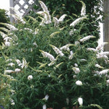 La Green Touch - Pianta da Giardino - Buddleja davidii White Profusion - Arbusto delle Farfalle - Resistente al Gelo - Bianco - 3 Piante - Vaso 17cm - Altezza 45cm