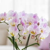 Orchidée Phalaenopsis rose Mineral Antwerpen avec cache-pot Bloom rose - H 40 cm, pot Ø9 cm