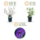 La Green Touch - Pianta da Giardino - Buddleja davidii Empire Blue - Arbusto delle Farfalle - Resistente al Gelo - Blu Profondo - 3 Piante - Vaso 17cm - Altezza 45cm