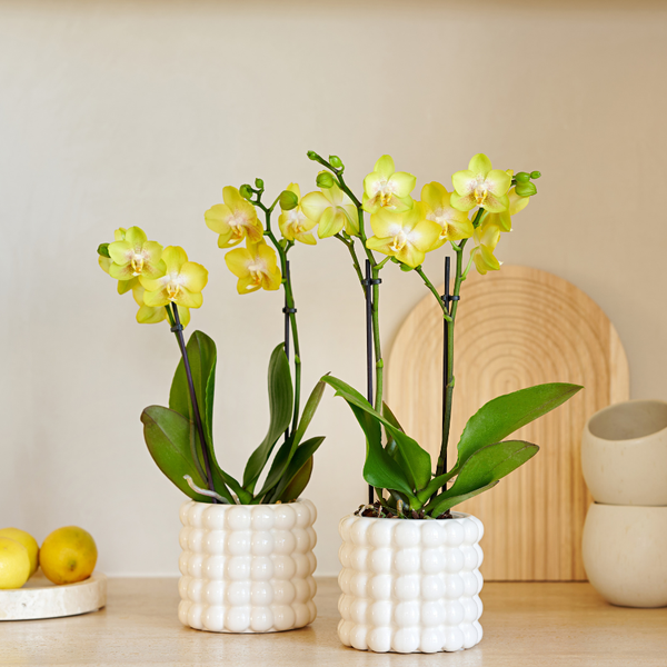 Orchidées Phalaenopsis jaunes Blossom Albenga - lot de 2 en cache-pots Poppy blancs - H 40 cm, pot Ø9 cm