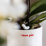 Coffret Love You - orchidée Congo rouge et plante verte en cache-pots