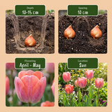 Tulipe Positive Vibe en mélange - calibre 11/12