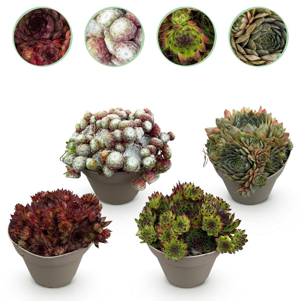 Green boutiQ - Bodembedekker - Winterhard -Sempervivum Big Sam - 4 Planten - Diversen kleuren - Weinig Onderhoud - Pot 14 Hoogte 17
