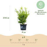 Buis BetterBuxus Babylon Beauty pour haie - 4 plants pour 1 m