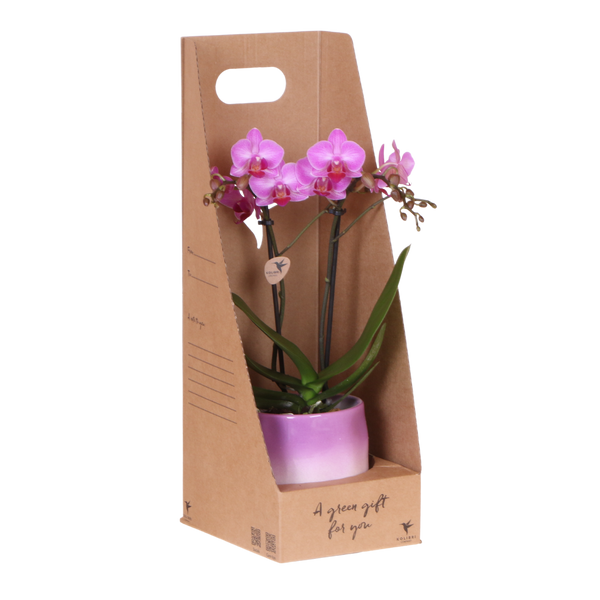 Orchidée Phalaenopsis rose-violet Mineral Vienna - cache-pot Gradience lilas et boîte cadeau - pot Ø9 cm
