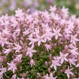Campanule des murs Lisduggan Variety - 12 plants - H 15-25 cm, pot Ø11 cm