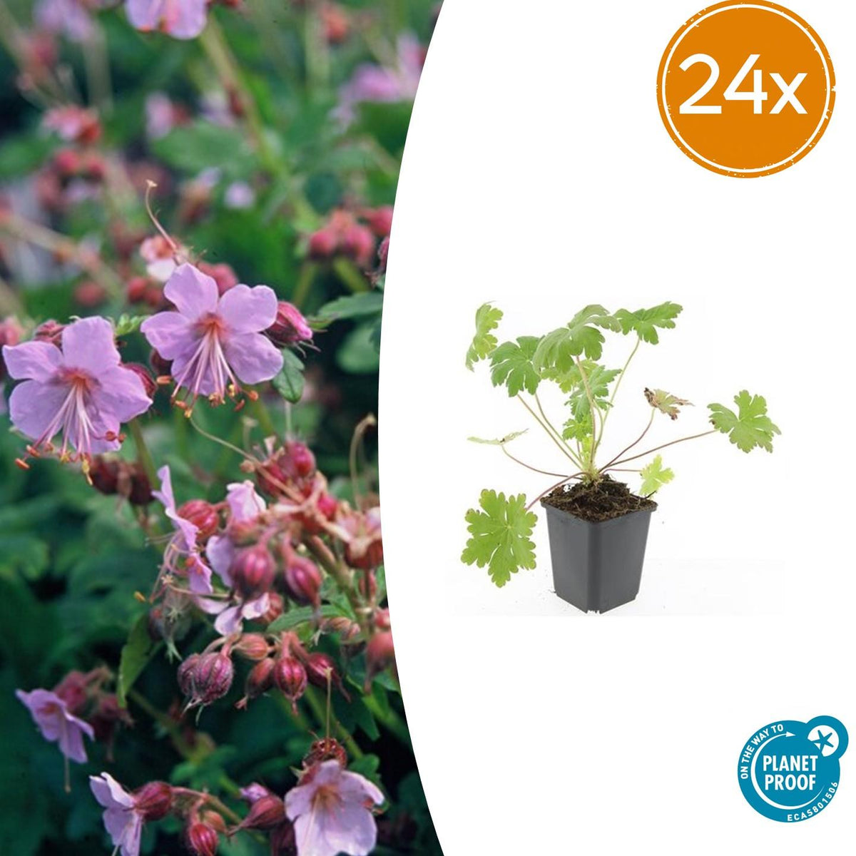 Géranium à grosses racines Ingwersen's Variety en godet - Geranium macrorrhizum - H 10-25 cm, pot Ø9 cm