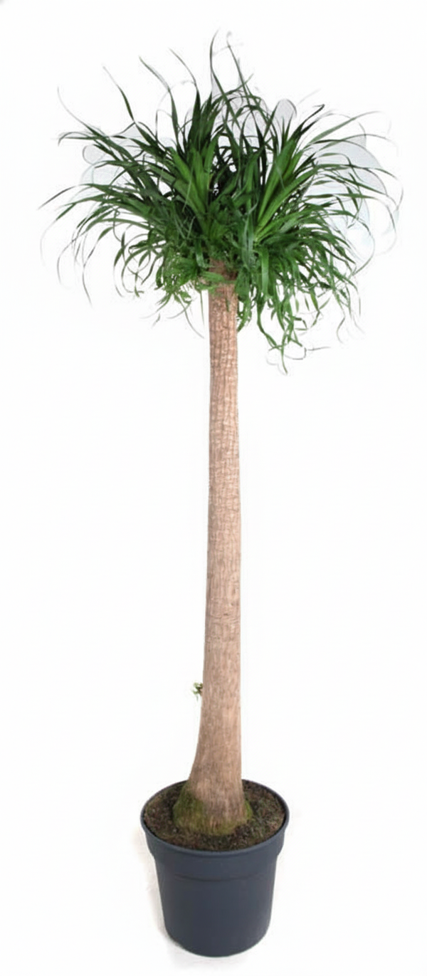 Beaucarnea XXL - 210cm - 180cm
