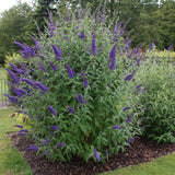 La Green Touch - Pianta da Giardino - Buddleja davidii Empire Blue - Arbusto delle Farfalle - Resistente al Gelo - Blu Profondo - 3 Piante - Vaso 17cm - Altezza 45cm