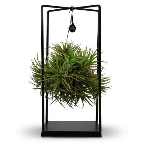 Tillandsia – Plante aérienne en décor | Ø 14 cm, Hauteur 37 cm