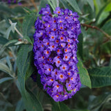 La Green Touch - Pianta da Giardino - Buddleja davidii Empire Blue - Arbusto delle Farfalle - Resistente al Gelo - Blu Profondo - 3 Piante - Vaso 17cm - Altezza 45cm