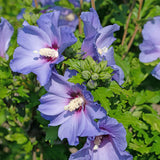 Green boutiQ - Pianta da Giardino - Hibiscus syriacus Oiseau Blue - Ibisco da Giardino - Resistente al Freddo - Blu - 3 Piante - Vaso 17cm - Altezza 45cm