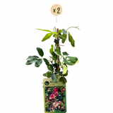 Akébie à cinq feuilles - lot de 2 plants - pot Ø9 cm