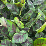 Green boutiQ - Fruitplant - Japanse vezelbanaan - Musa Ever Red - Winterhard - 2 planten - Pot 15cm Hoogte 50cm