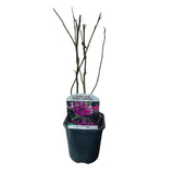 Green boutiQ - Heesters -  Magnolia Susan  - Bloemen Donker Roze - 1 plant - bladverliezend - weinig onderhoud - pot 17cm hoogte 45cm