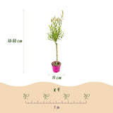 Saule crevette Flamingo - H 70-80 cm, pot Ø17 cm