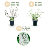 La Green Touch - Pianta da Giardino - Buddleja davidii White Profusion - Arbusto delle Farfalle - Resistente al Gelo - Bianco - 3 Piante - Vaso 17cm - Altezza 45cm