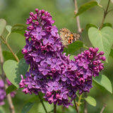 La Green Touch - Pianta da Giardino - Syringa vulgaris Ludwig Spath - Lillà Comune - Resistente al Freddo - Viola - 1 Pianta - Vaso 17cm - Altezza 45cm
