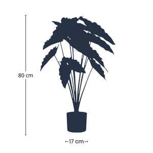Alocasia artificiel h80cm